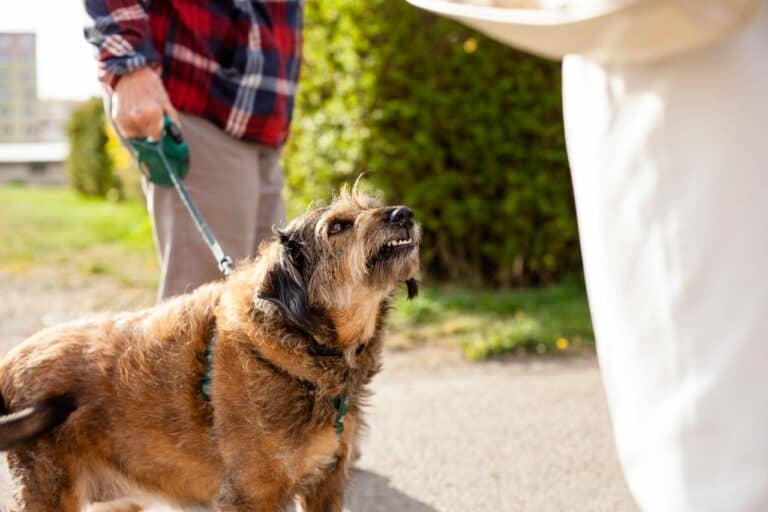 Dog Bite Attorney in Oxnard 