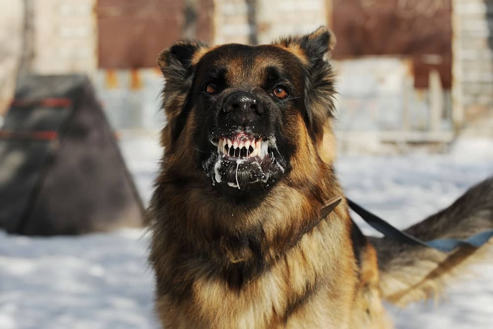 Dog Grinning His Teeth