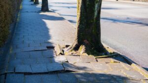 Tree roots lifting paving stones on a sidewalk next to a quiet street